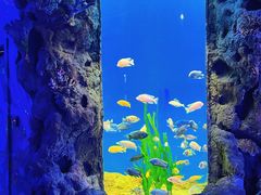 -锦艺城海洋馆