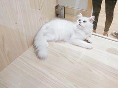 -屋虎猫馆(宝安大仟里店)