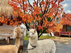-Blue Concept Cafe&Farm·關於藍