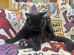 -中农大我爱我爱动物医院·核磁CT·猫病·24小时夜诊中心(石佛营店)