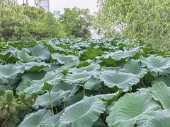 -天鹅湖体育公园