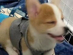 -瑞鹏宠物医院·骨科·猫科·内科(第一中心)