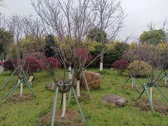 -三垟湿地