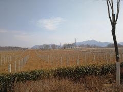 -北京张裕爱斐堡酒庄