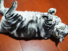 -康乐宝动物医院