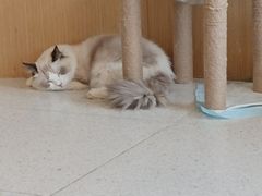 -飞行喵MR PILOT|猫舍·猫咖(静安大融城店)