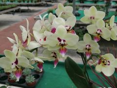 -西部兰花园生态园