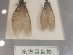 -上海昆虫博物馆