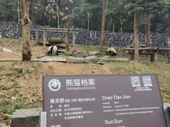 -都江堰中华大熊猫苑