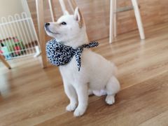 -柴犬小屋·柴餐厅·狗咖食堂(金鼎广场店)