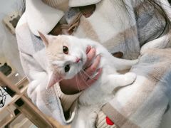 -猫色咖啡·猫咖