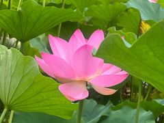 -莲花池公园