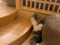 -猫和宫(六道口店)