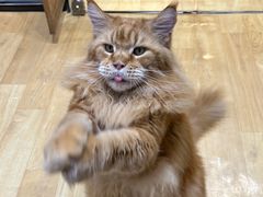 -藏猫猫咖啡主题馆(中央大道店)