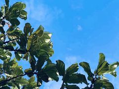 -深圳湾公园-停车场