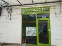 -油梨树AVOCADO TREE(顺义新国展店)