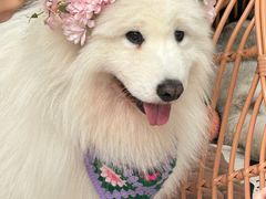 -星多哈·狗咖·拼豆·咖啡