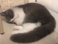 -猫大福·Fortune Cat猫舍(百子湾店)