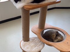 -共舞时光猫咖·狗咖(新街口店)