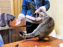-猫色咖啡·猫咖