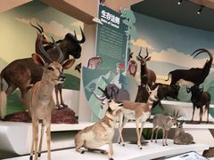 -陕西自然博物馆