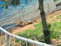 -西霞口神雕山野生动物世界