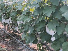 -马陆小张葡萄园农家乐