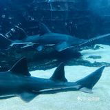 厦门鼓浪屿之旅