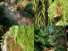 -北京西山国家森林公园