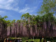 -嘉定紫藤园
