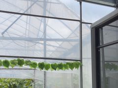 -马陆小张葡萄园农家乐