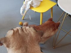 -喜柴咖啡·柴犬狗咖