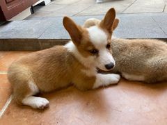 -柯斗斗主题餐厅·狗咖·围炉煮茶·茶饮(国瑞升平里店)