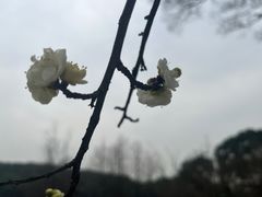 -无锡梅园公园