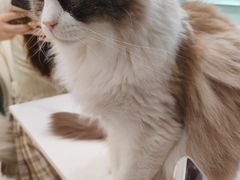 -安格丽娜·狗咖·猫咖羊驼咖(春熙路百盛商场店)