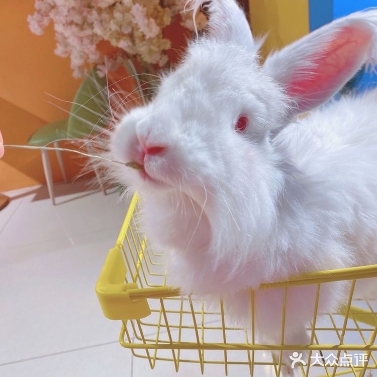 人形种草机 今天又营业了 有一家宝藏店铺 坐落在郑州