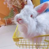 人形种草机 今天又营业了 有一家宝藏店铺 坐落在郑州