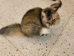 -猫域·湾主题猫咖·宠物吧(南坪城市广场店)