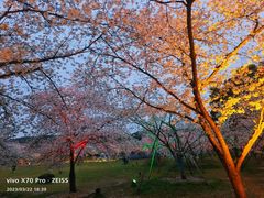 -梅花山(明孝陵内)