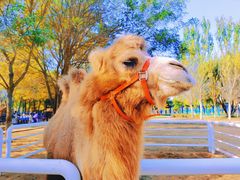 -长白岛森林公园