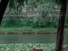 -荔枝公园(福田区)