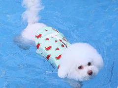 -汪说喵讲宠物乐园宠物酒店(红星美凯龙店)