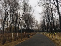 -大兴滨河森林公园