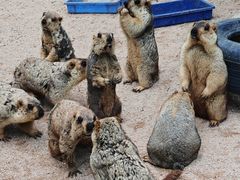 -泉州海丝野生动物世界