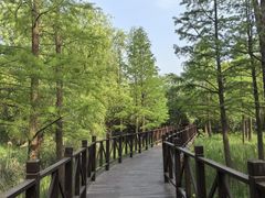 -贡湖湾湿地公园