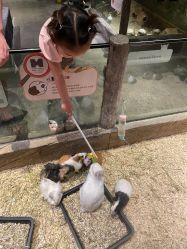 -造物庄园 萌宠纪(苏州湾歌林公园店)