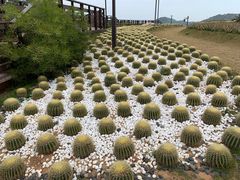 -湄洲岛
