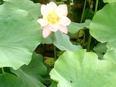 -四川大学(华西校区)