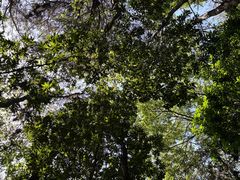 -铁山坪森林公园