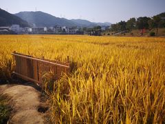 -广州市流溪河国家森林公园